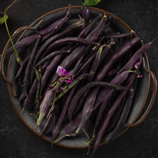 French Climbing Bean A Cosse Violette - Image 3