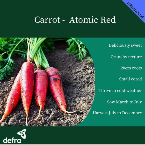 Carrot Atomic Red - Image 2
