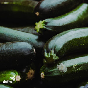 Courgette Black Beauty