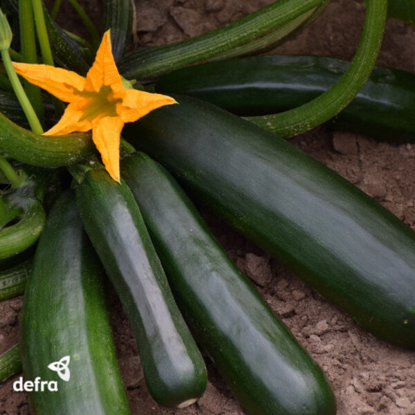 Courgette Black Beauty - Image 4