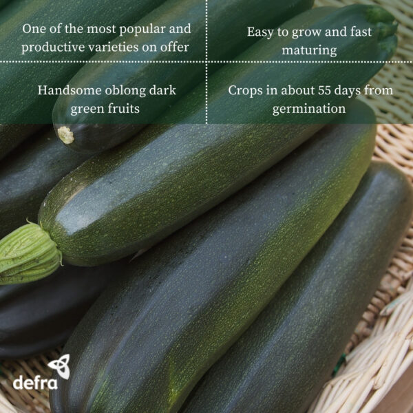Courgette Black Beauty - Image 2