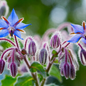 Borage Blue