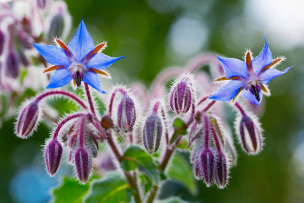 Borage Blue