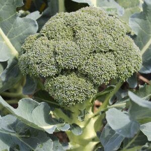 Broccoli Calabrese Green Sprouting