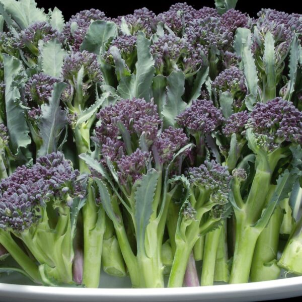 Broccoli Sprouting Summer Purple - Image 3