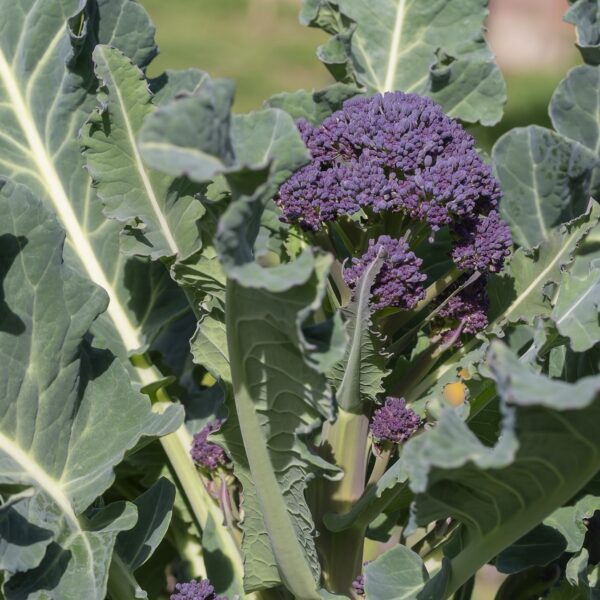 Broccoli Sprouting Summer Purple - Image 2