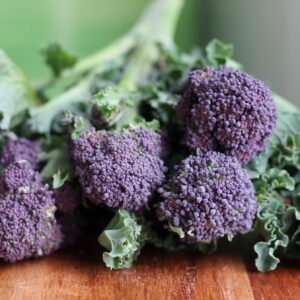 Broccoli Sprouting Summer Purple