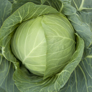 Cabbage Primo (II)