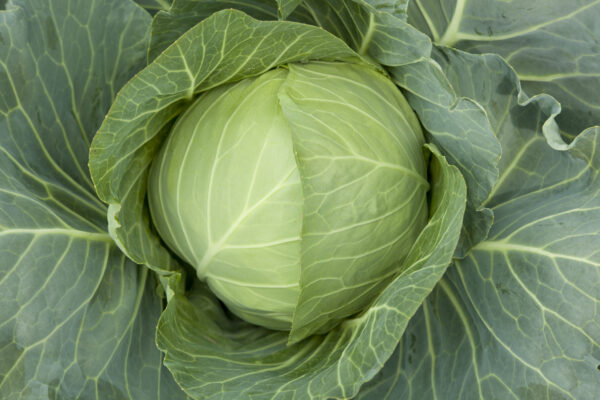 Cabbage Primo (II)