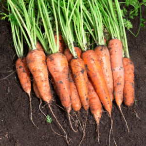 Carrot Royal Chantenay