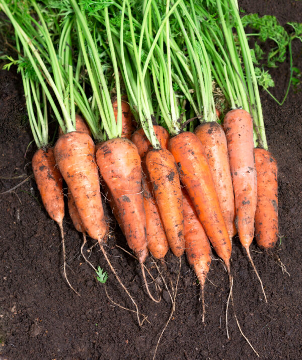 Carrot Royal Chantenay