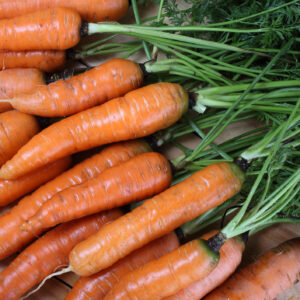 bunch of medium sized, orange carrots with long green stems
