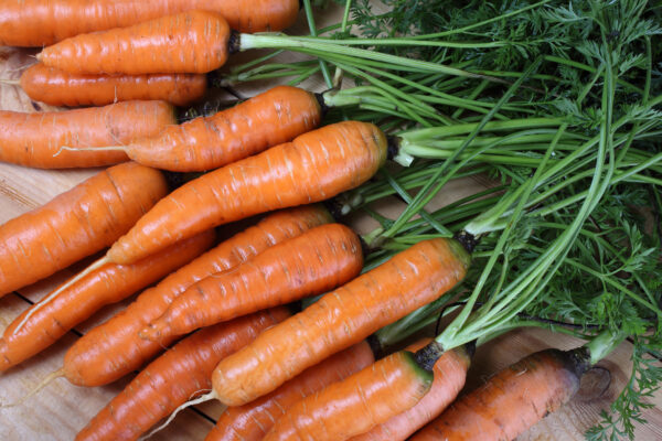 bunch of medium sized, orange carrots with long green stems