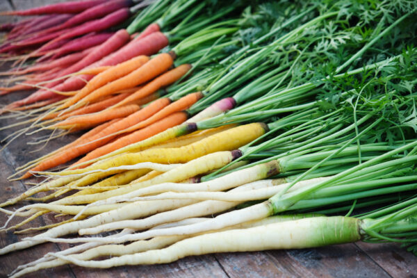a large harvest of rainbow coloured carrots from purple, red, orange, yellow and white
