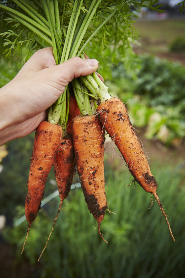 Carrot Royal Chantenay - Image 3