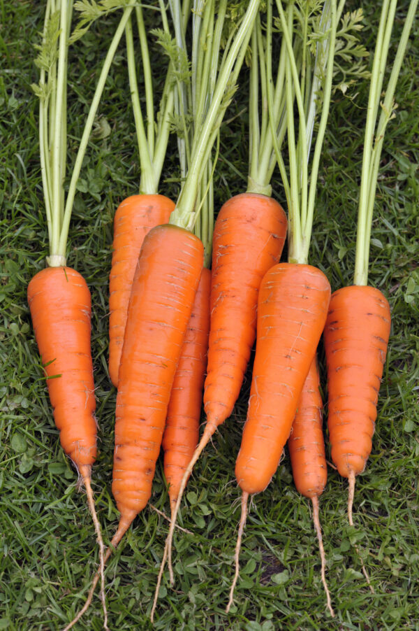Carrot Royal Chantenay - Image 4