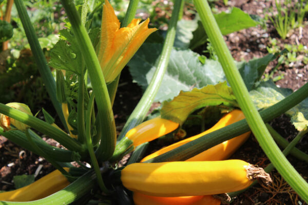Courgette - Zucchini Yellow - Golden - Image 4