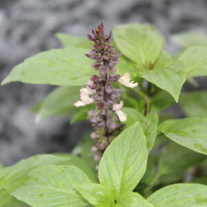 Herb Basil - Blue Spice