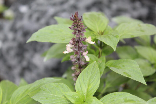 Herb Basil - Blue Spice
