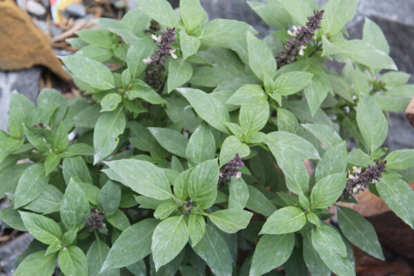 Herb Basil - Blue Spice - Image 2