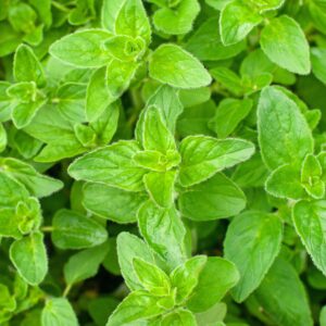 Herb - Oregano