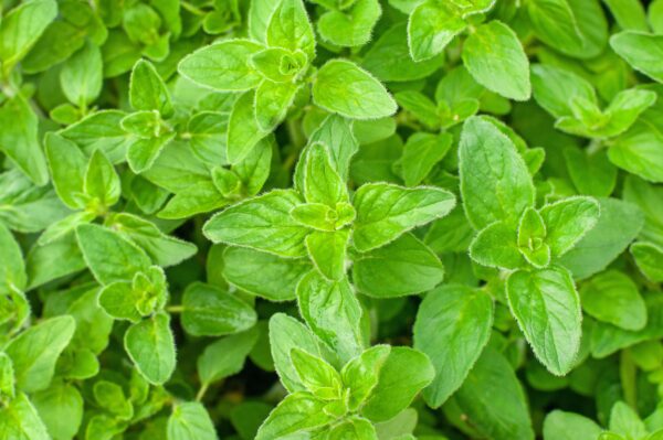 Herb - Oregano