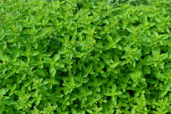 Herb - Oregano - Image 2