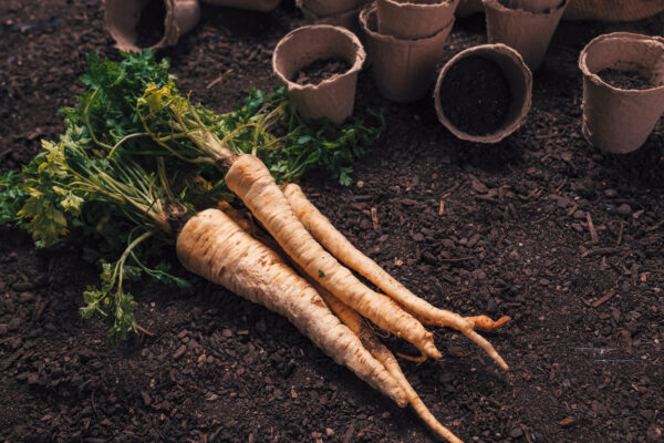 Herb Parsley - Hamburg Root - Image 2