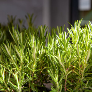 Herb - Rosemary