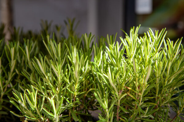 Herb - Rosemary