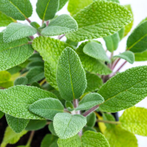 Herb - Sage Broad Leaved