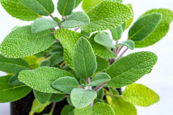 Herb - Sage Broad Leaved