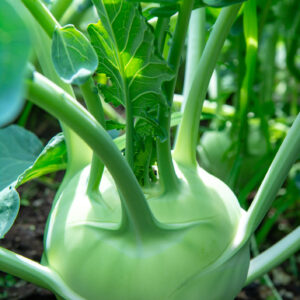 Kohlrabi - Delicacy White
