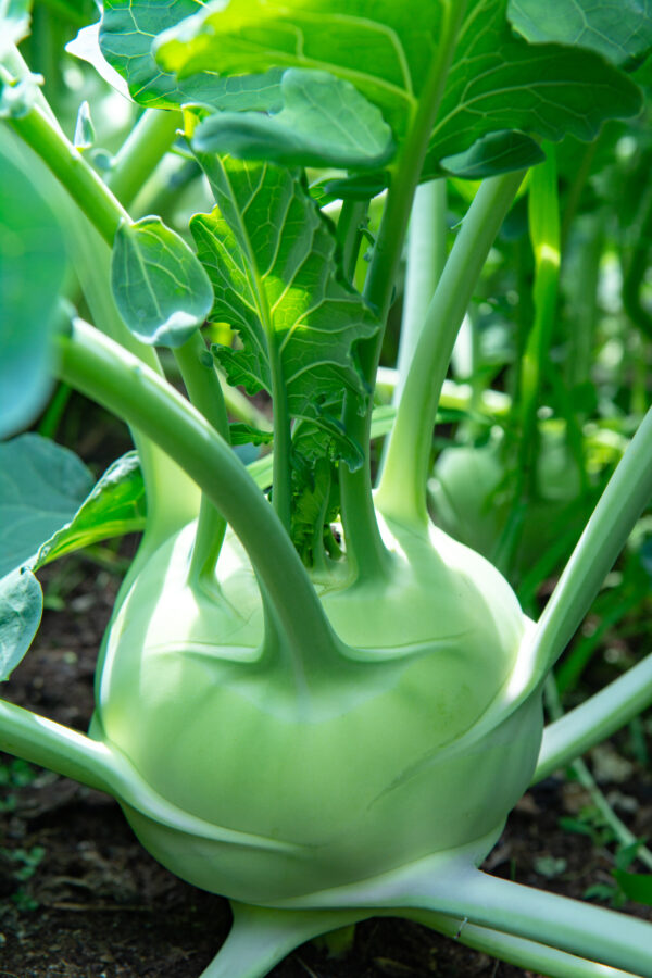 Kohlrabi - Delicacy White