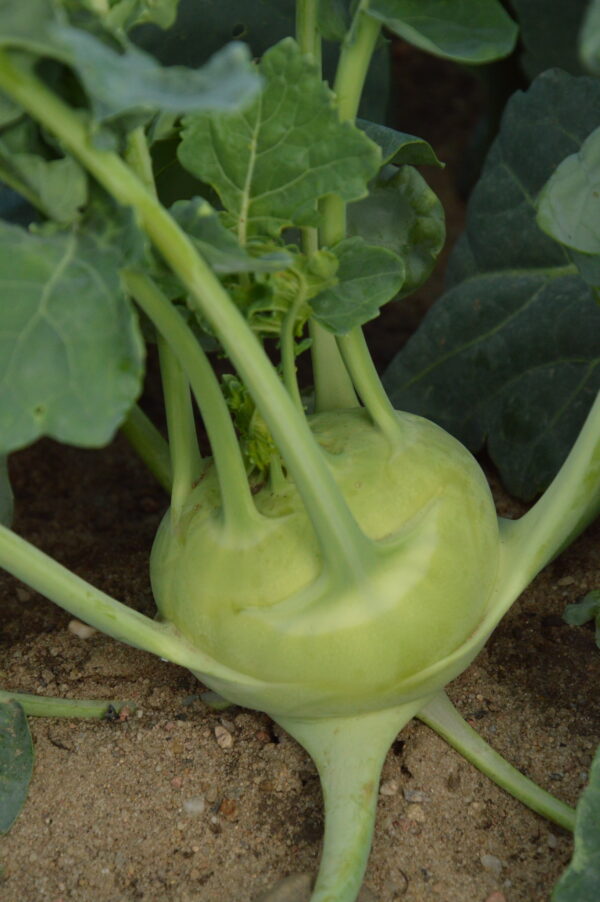 Kohlrabi - Delicacy White - Image 2