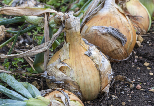 Onion - Senshyu Yellow - Image 3