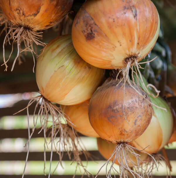Onion - Senshyu Yellow - Image 2