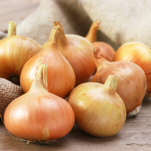 Onion - Senshyu Yellow