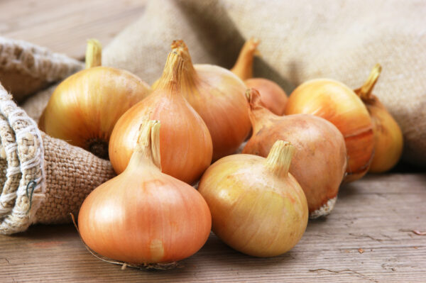 Onion - Senshyu Yellow