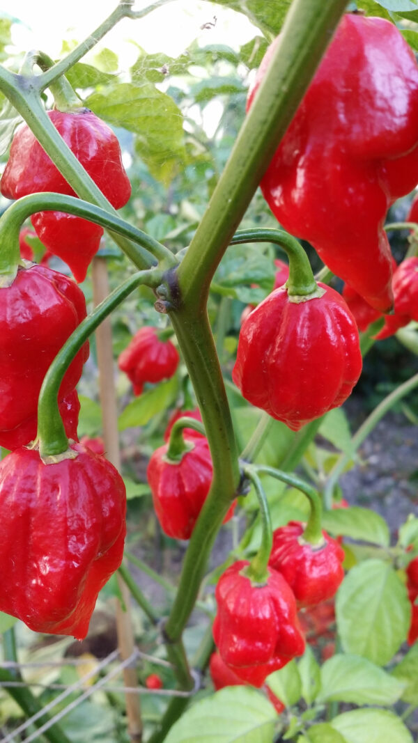 Hot Chilli Pepper Habanero Red Carribean  - Image 2