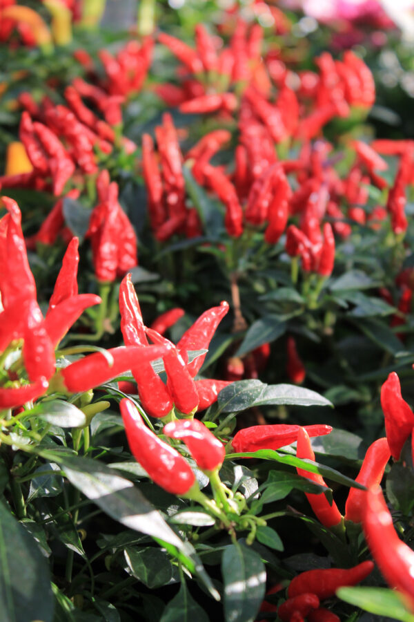 Dwarf Pepper Hot - Lingua Di Fuoco - Image 2