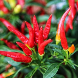 Dwarf Pepper Hot - Lingua Di Fuoco