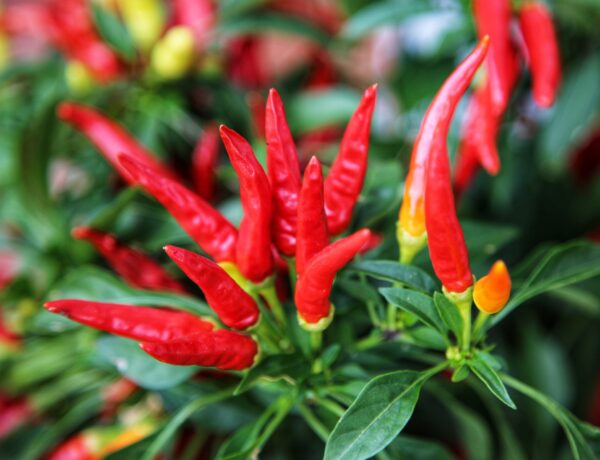 Dwarf Pepper Hot - Lingua Di Fuoco