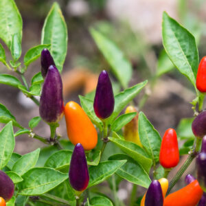Dwarf Pepper Hot Roxi