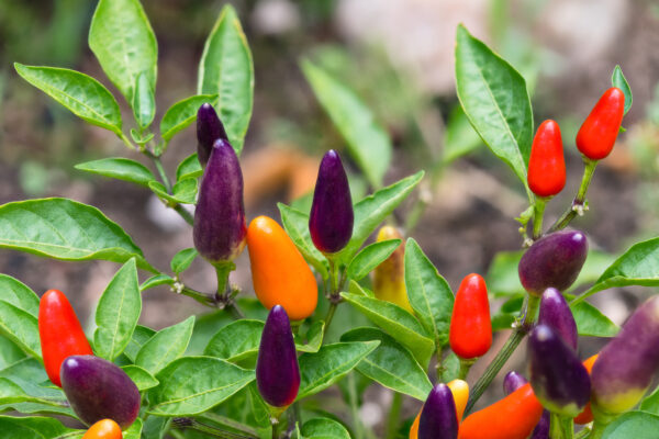 Dwarf Pepper Hot Roxi