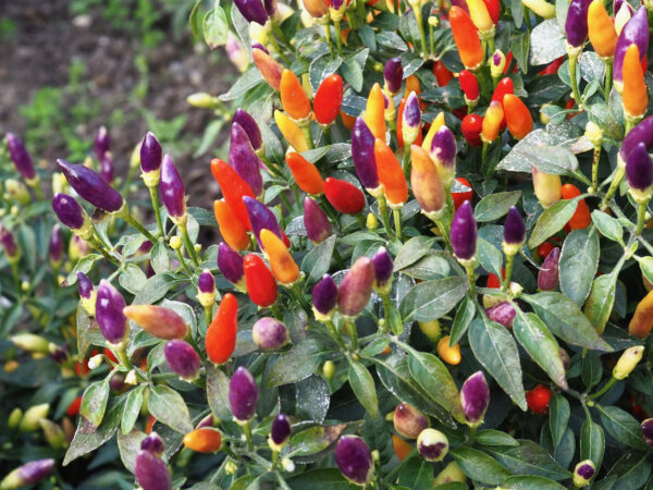 Dwarf Pepper Hot Roxi - Image 2