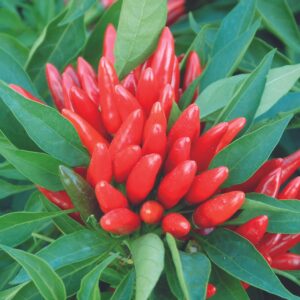Dwarf Pepper HOT - PICCANTE A MAZZETTI