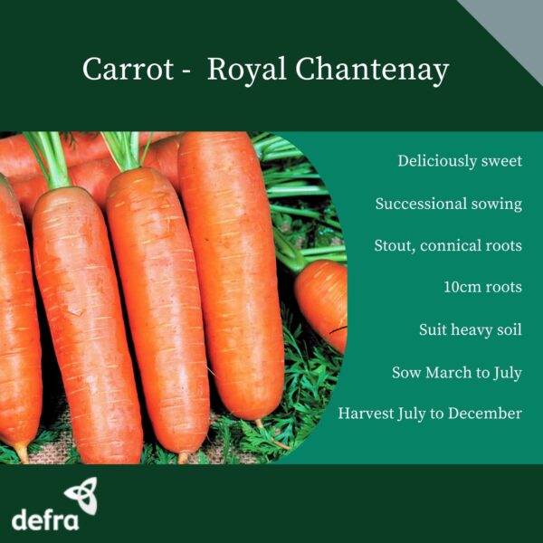 Carrot Royal Chantenay - Image 2