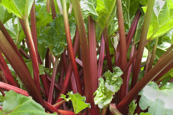Vegetables Rhubarb - Victoria - Image 2
