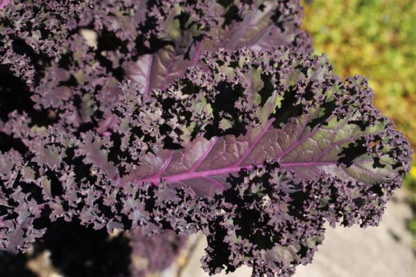 KALE - BORECOLE - SCARLET - Image 2